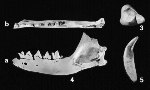 Fossile Unterkieferäste und Einzelzähne von Raubtieren, einem Krallentier und von Nashörnern aus unterschiedlichen Fundhorizonten der Oberen Süßwassermolasse im Landkreis Biberach a. d. Riß. Coll. V. J. Sach.